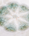 【雪ノ浦裕一】灰釉花弁皿