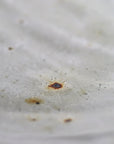 【铃木智寻】玻璃釉角盘