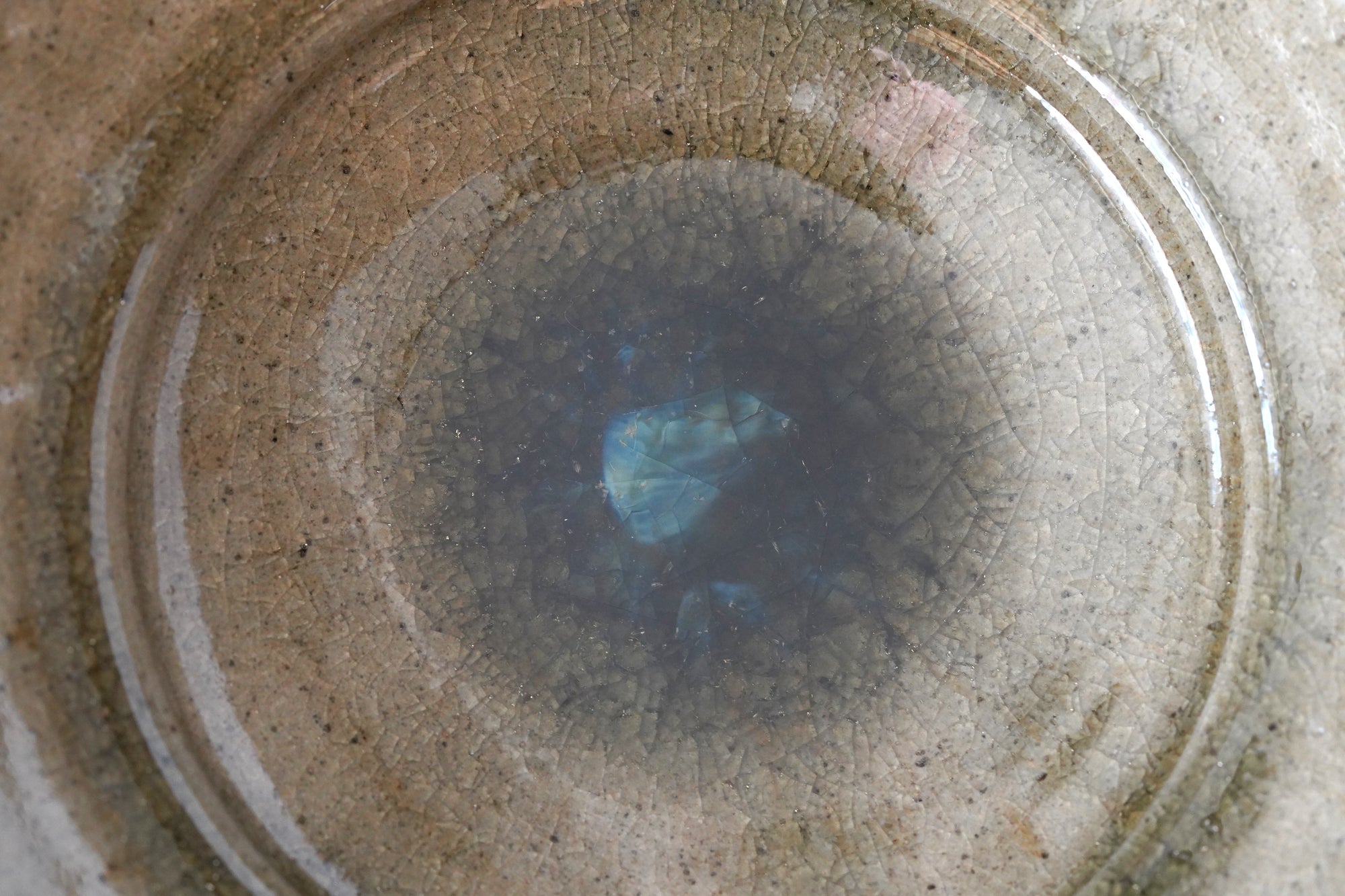 【戸川雅尊】青唐津輪花皿